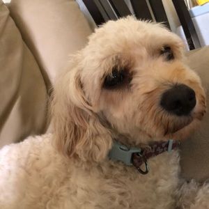 Meet your Posher, Laura